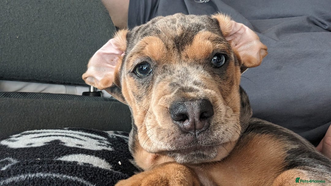Mixed Breed dogs for sale: Beautifull Dachshund cross English bull dog  - Image 3
