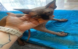 Sphynx cats for sale: Sphinx kitten ready now - Image 17