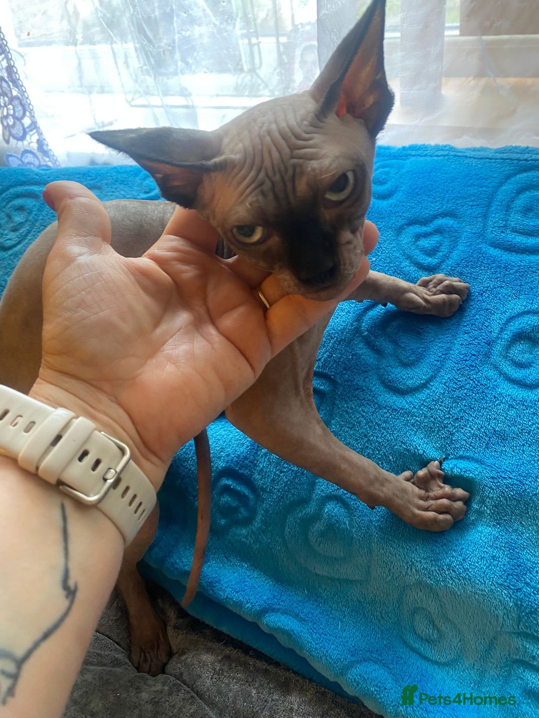 Sphynx cats for sale: Sphinx kitten ready now - Image 17