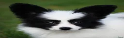 Papillon dogs for sale: HEALTH TESTED Papillon & Phalene  - Advert 7