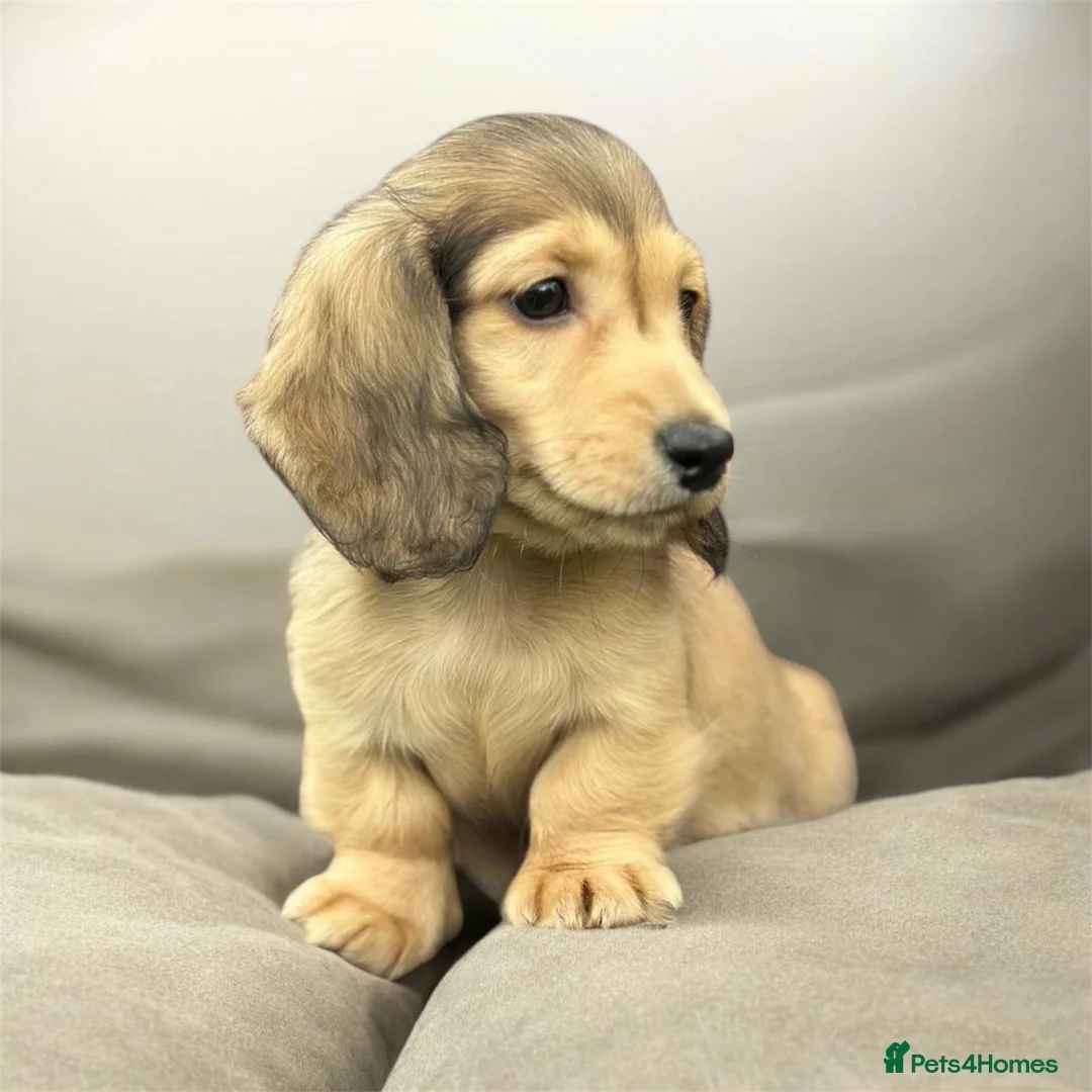 Miniature Dachshund dogs for sale: Mini longhaired shaded cream dachshund  - Advert 1