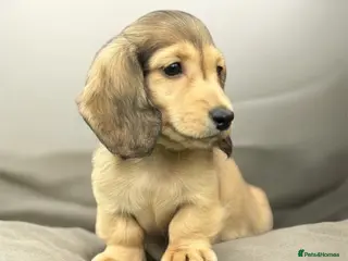 Miniature Dachshund dogs Mini longhaired shaded cream dachshund - Advert 5