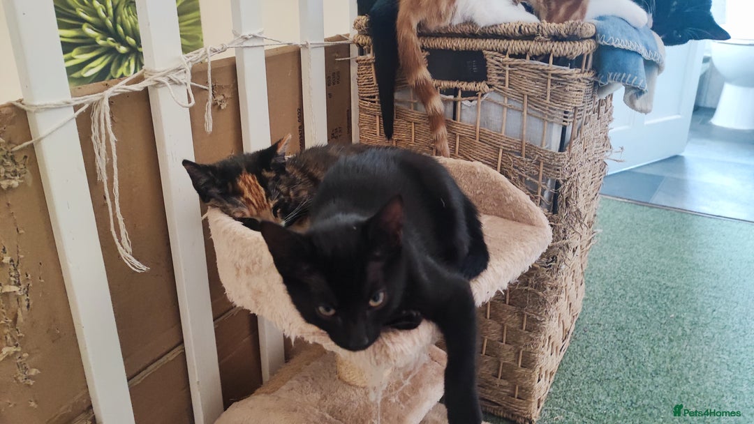Mixed Breed cats for sale: kittens gorgeous kittens for sale  - Image 11