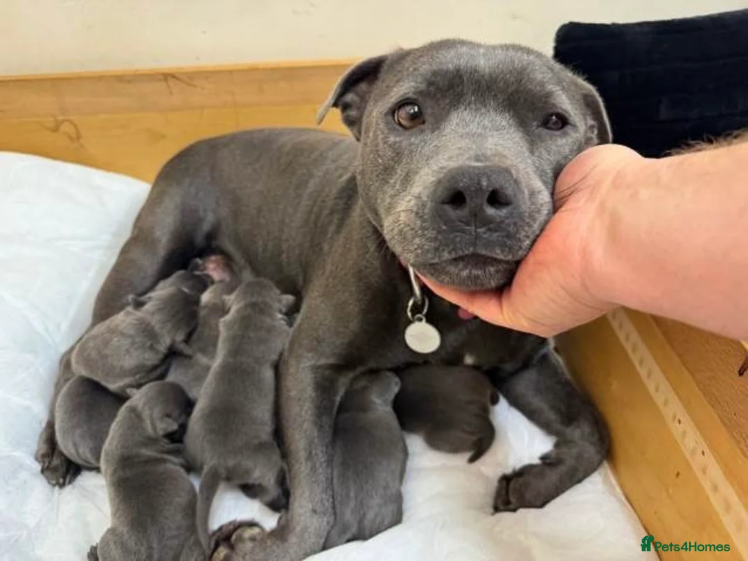 Staffordshire Bull Terrier dogs for sale: Stunning 100% Outstanding Staffy Puppies  - Advert 1
