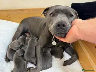 Staffordshire Bull Terrier dogs Stunning 100% Outstanding Staffy Puppies - Advert 2
