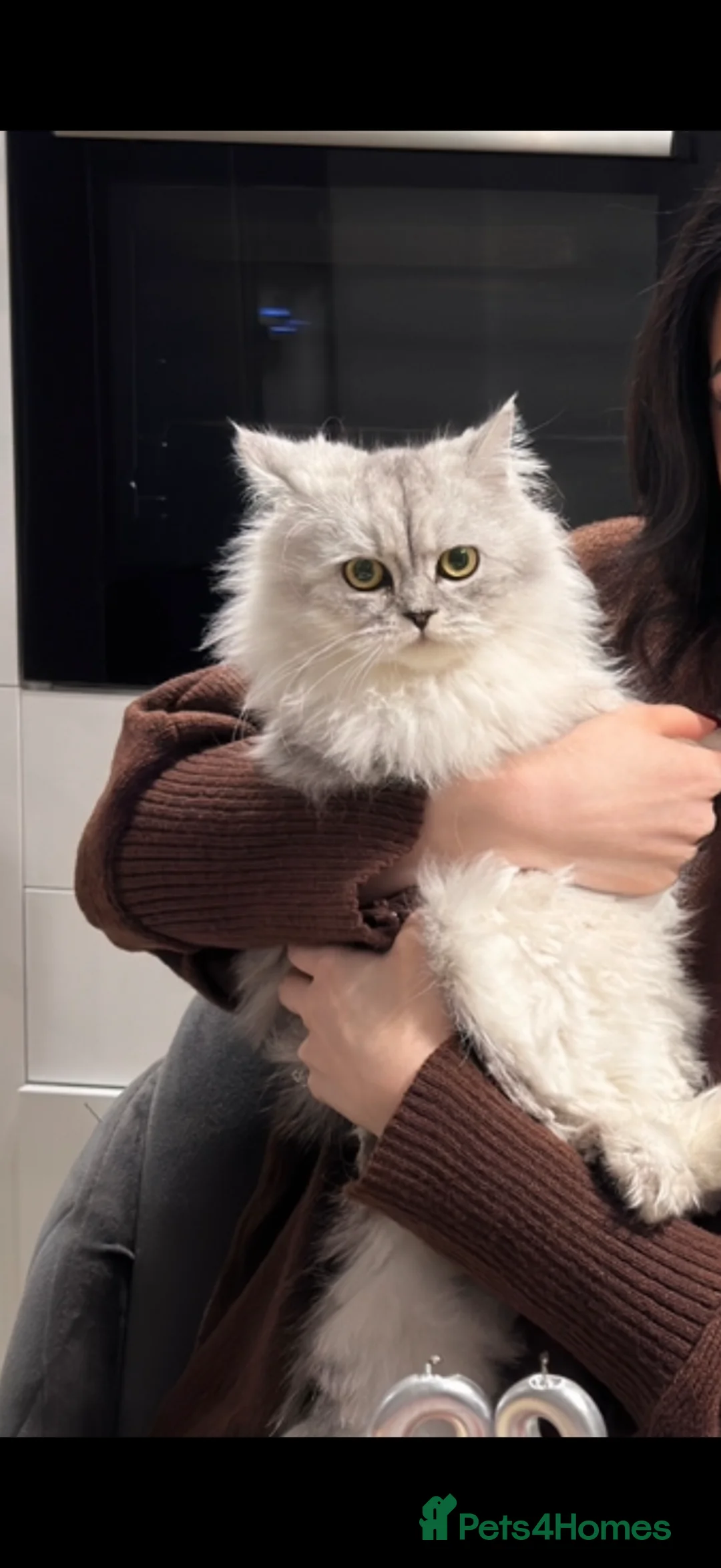 Persian cats for sale: Chinchilla Persian kitten Snow Boy  - Advert 2