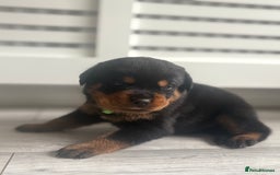 Rottweiler dogs for sale: Rottweiler puppies for sale - Image 16