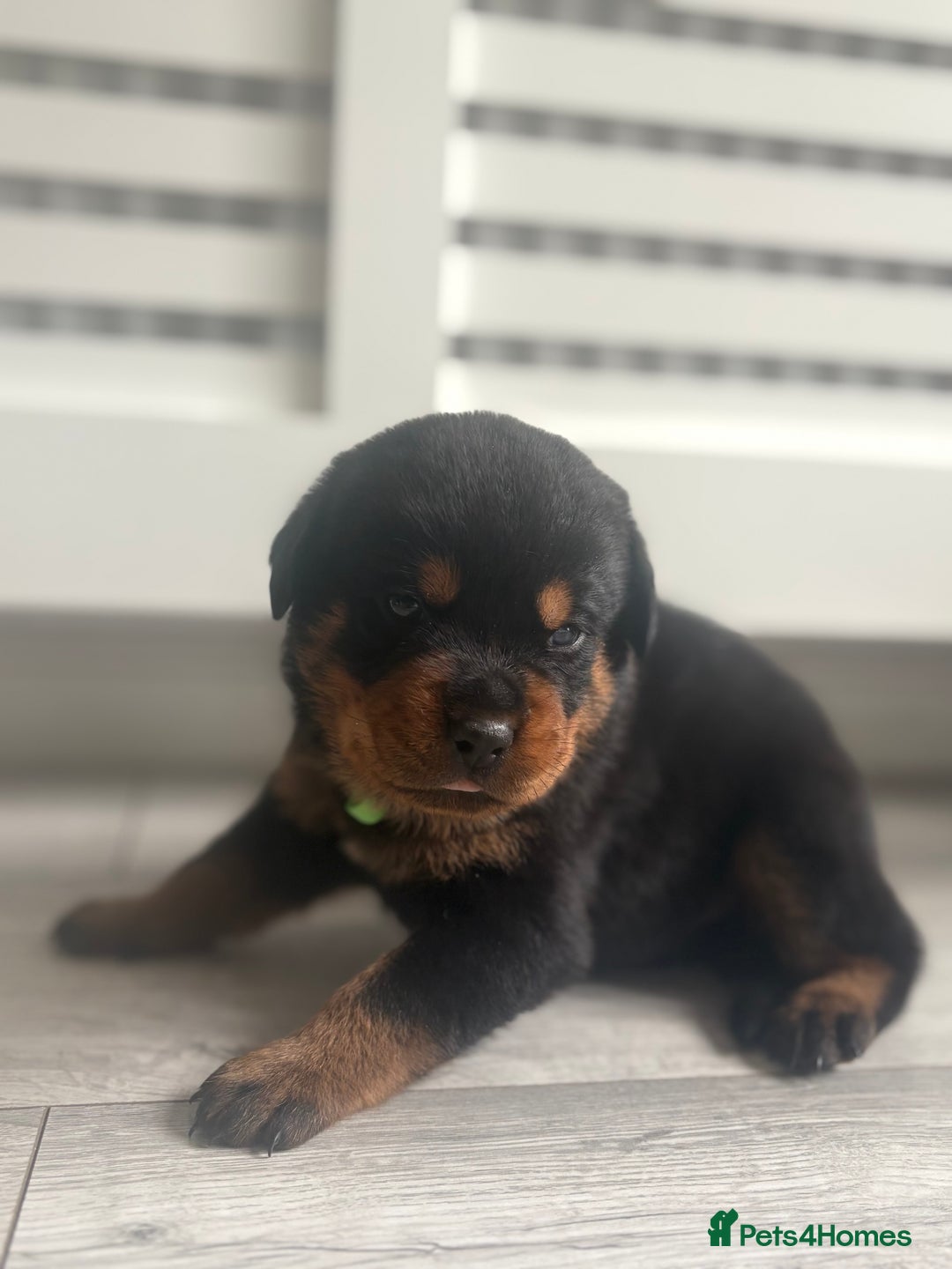 Rottweiler dogs for sale: Rottweiler puppies for sale - Image 16