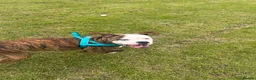 Mixed Breed dogs for sale: Staffy cross American Bulldog needs rehoming  - Advert 8