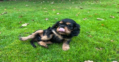 Cavalier King Charles Spaniel dogs - Advert 10
