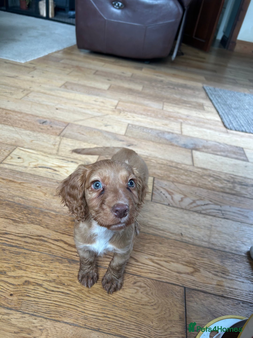 Cocker Spaniel dogs for sale: registered cocker spaniel pup for sale - Image 10