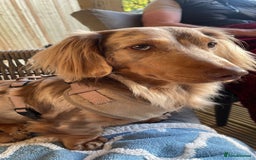 Miniature Dachshund dogs for stud: Long haired miniature dachshund for stud - Image 2