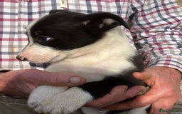 Border Collie dogs for sale: Pure border collies ready now  - Image 23