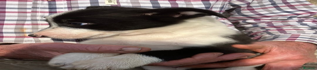 Border Collie Puppy 4