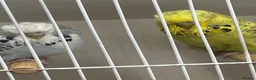 Budgerigars birds for sale: Budgies for sale  - Advert 2