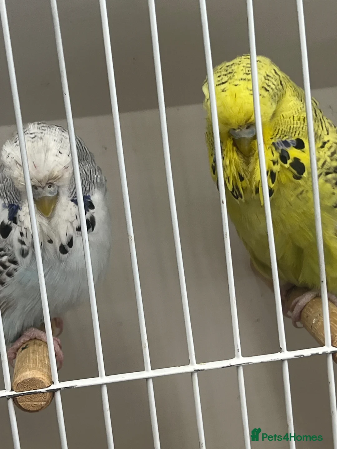 Budgerigars birds for sale: Budgies for sale  - Advert 2