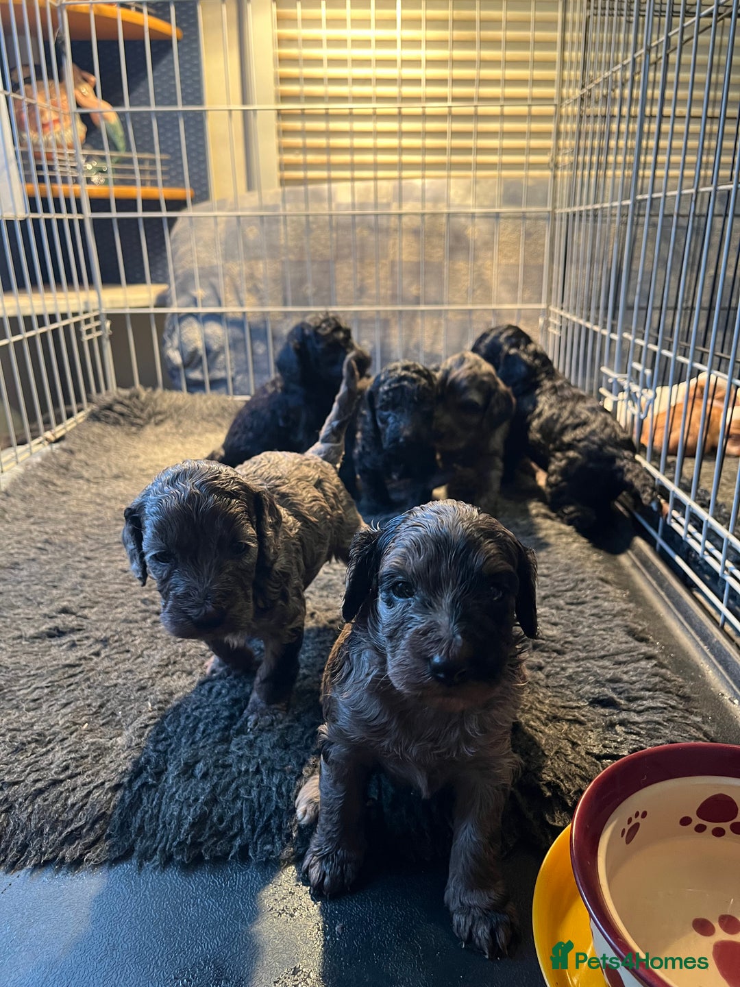 Cockapoo dogs for sale: 5 beautiful cockapoo puppies for sale - Advert 2