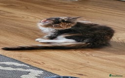 Maine Coon cats for sale: 2 FEMALE MAINECOON KITTENS  - Image 5