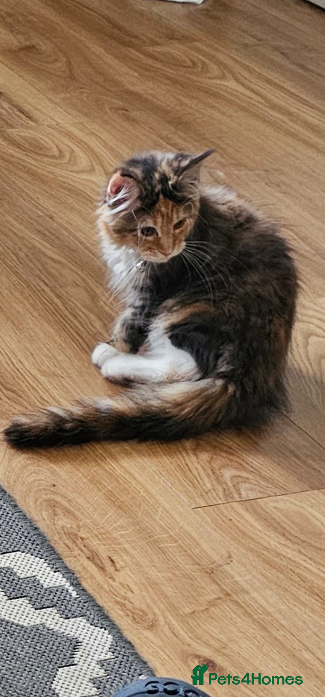 Maine Coon cats for sale: 2 FEMALE MAINECOON KITTENS  - Image 5