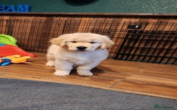Golden Retriever dogs for sale: Gorgeous Golden Retriever Puppies. - Image 6