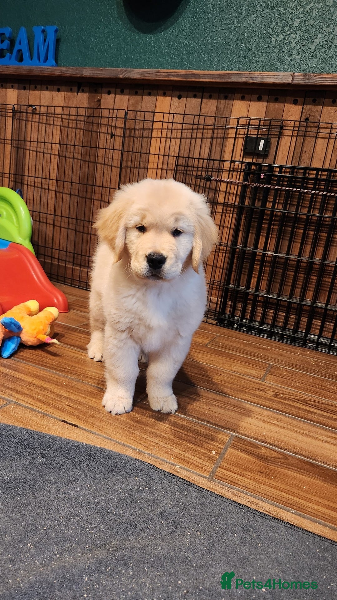 Golden Retriever dogs for sale: Gorgeous Golden Retriever Puppies. - Image 6