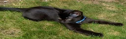 British Shorthair cats for sale: Gorgeous 11 Week Old Male Kitten Looking For Home - Advert 4