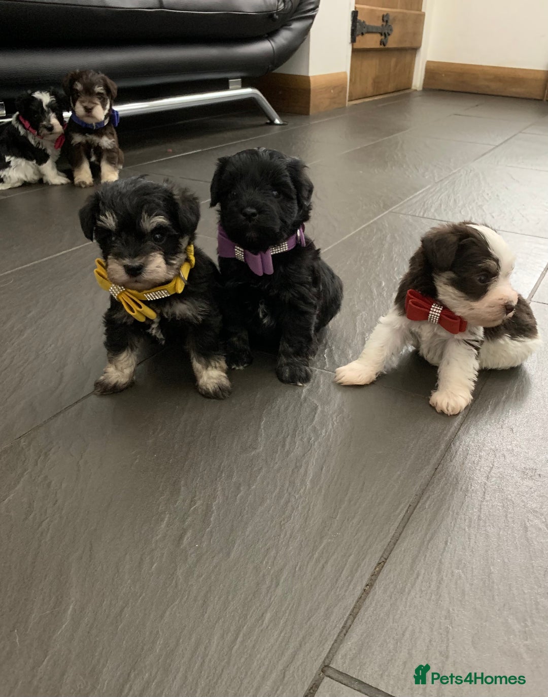 Miniature Schnauzer dogs for sale: 5* LICENSED - KC MINI (TOY) SCHNAUZER CHOCOLATE  - Advert 18