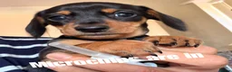 Miniature Dachshund dogs for sale: Licensed. Min smooth, kc/pra clear ready 25/5  - Advert 8