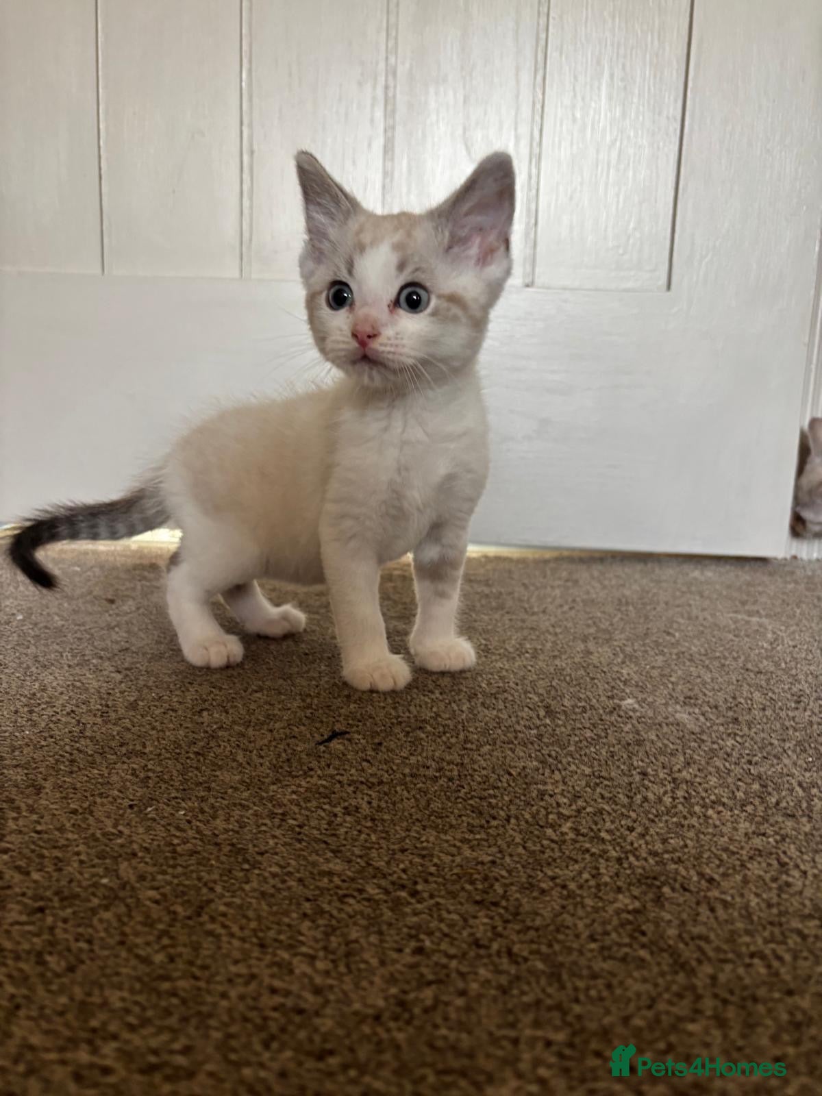 Mixed Breed cats Beautiful ragdoll kitten only one left reduced - Advert 1