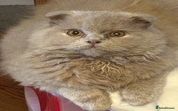 Scottish Fold cats for sale: 🩷Scottish fold kittens Ready Now 🩷 - Image 3