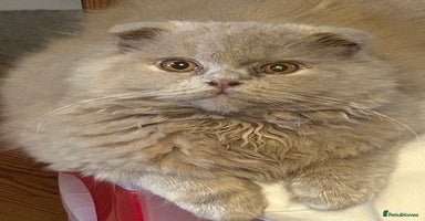 Scottish Fold cats - Advert 2