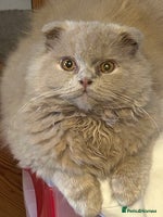 Scottish Fold cats - Advert 3