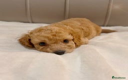 Cavapoochon dogs for sale: Premium Quality Teddy Toy Cavapoochons F1B - Advert 11