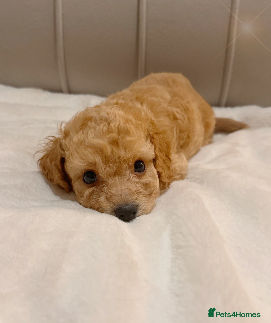 Cavapoochon dogs for sale: Premium Quality Teddy Toy Cavapoochons F1B - Advert 11