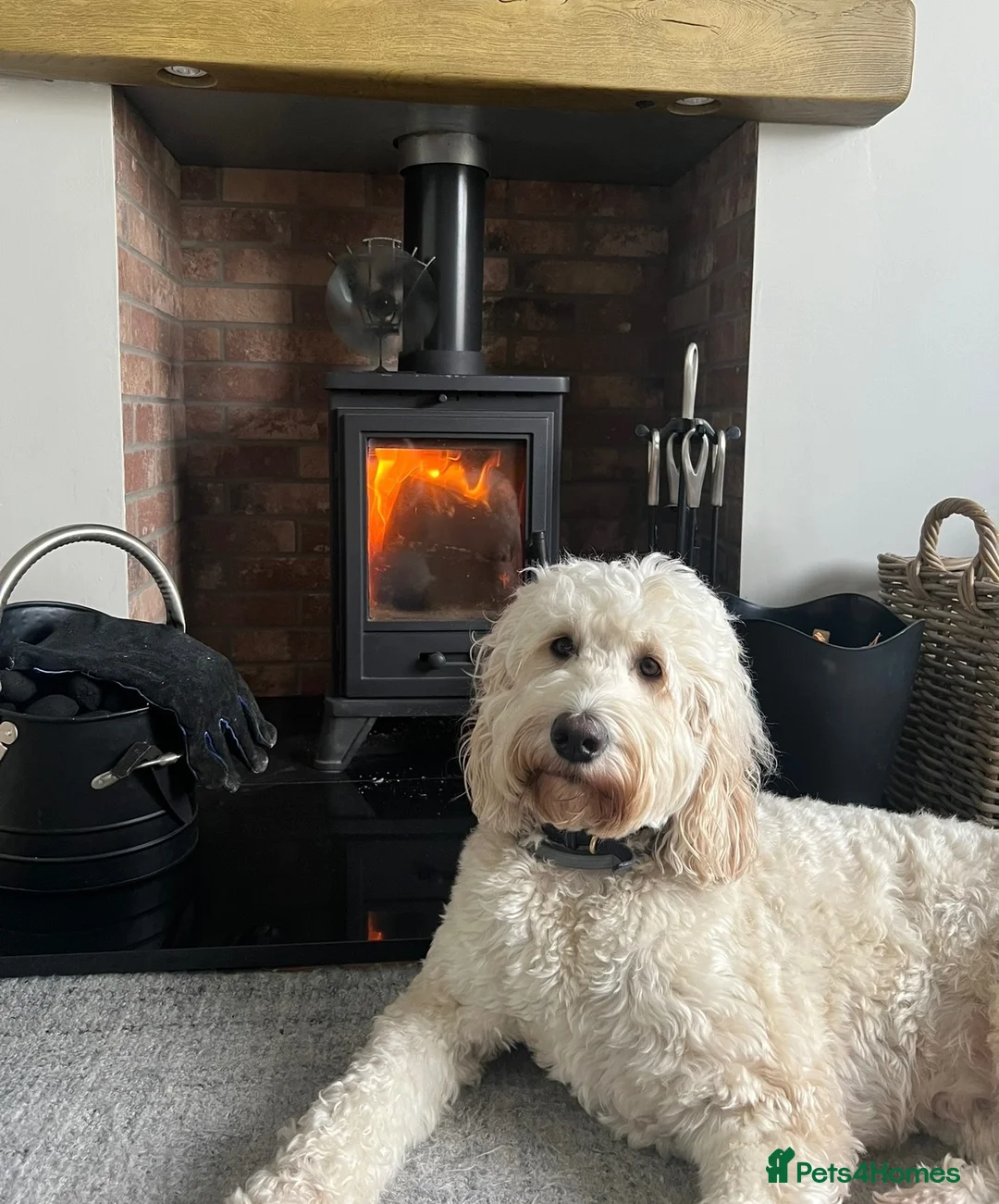 Goldendoodle dogs for sale: 🤎🐶STANDARD GOLDEN/DOUBLEDOODLE PUPPIES🐶🤎 - Advert 19