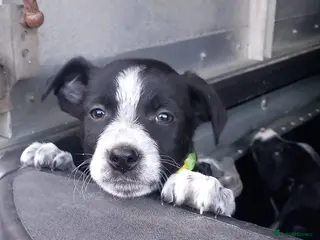 Border Collie dogs Border Collie Pups - Advert 15