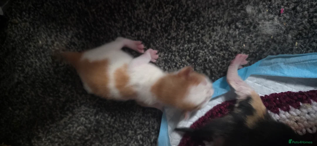 Mixed Breed cats for sale: Ragdoll x calico  - Advert 2