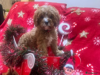 Cavapoo dogs - Advert 36