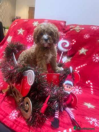 Cavapoo dogs - Advert 2