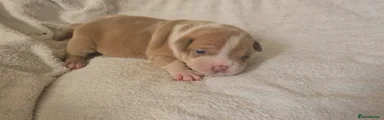 American Pocket Bully 1