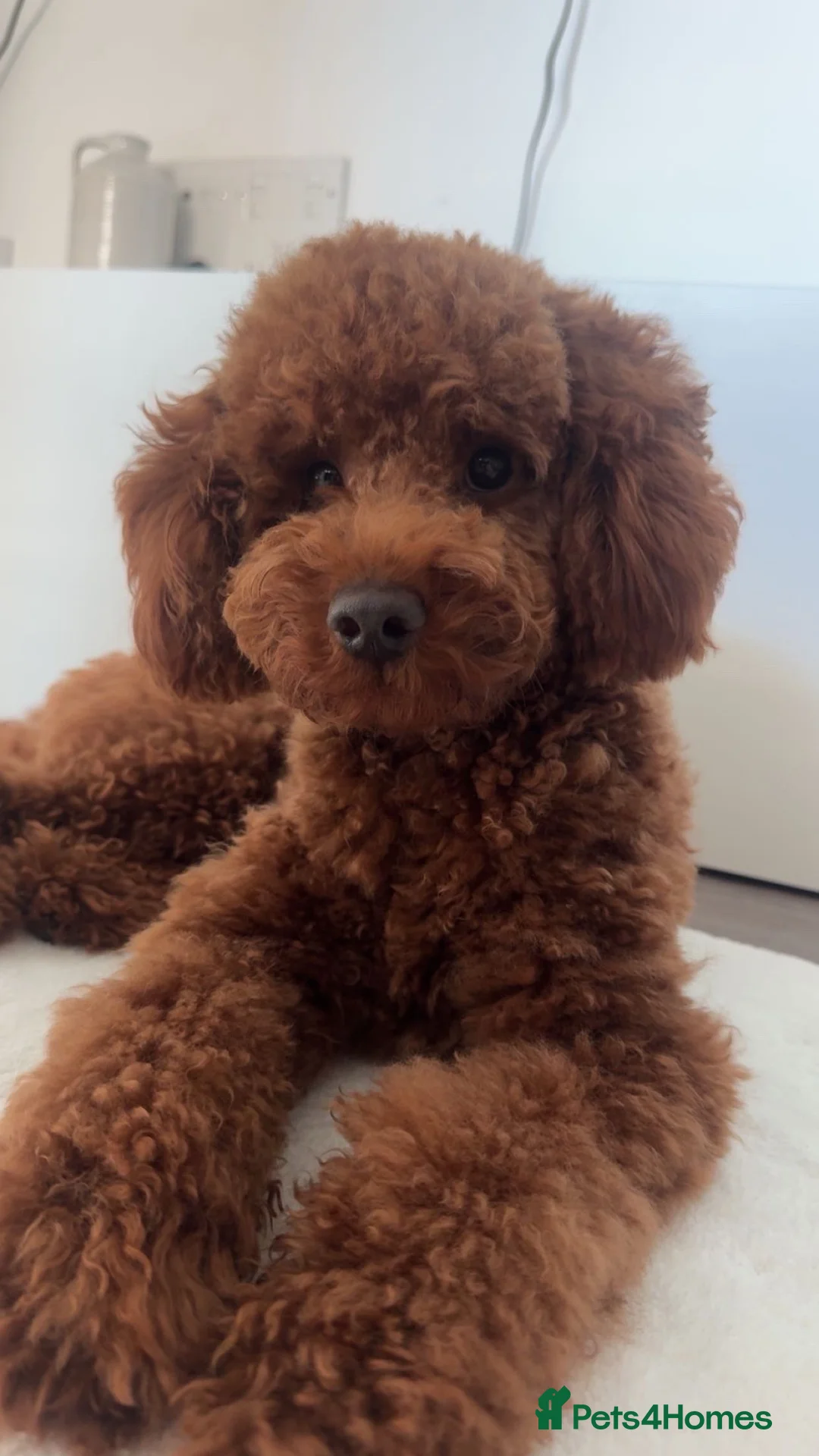 Toy Poodle dogs for stud: Red Toy Poodle for stud in London - Advert 2