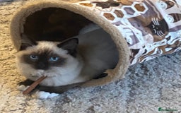 Ragdoll cats for sale: Ragdolls kittens  - Image 28