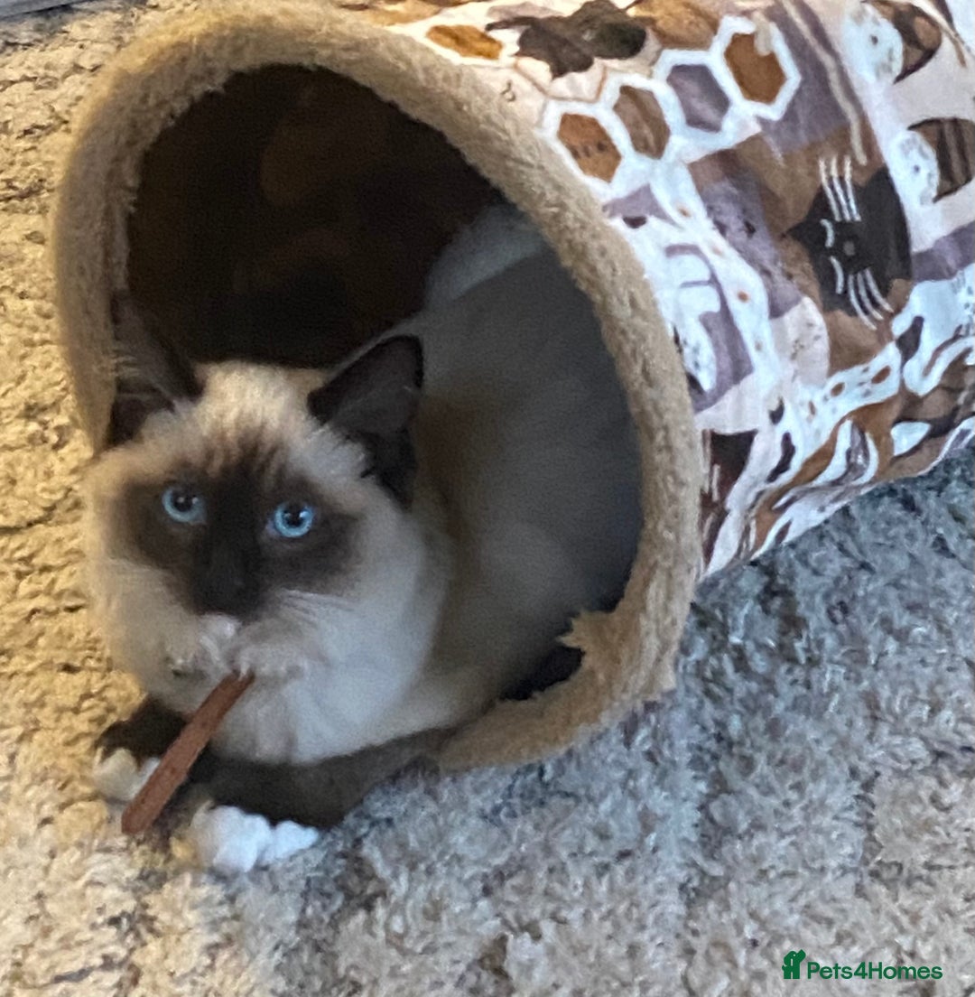 Ragdoll cats for sale: Ragdolls kittens  - Image 28