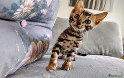 Bengal cats for sale: Kittens Bengal Pedigree tree blood line - Image 5