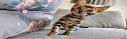 Bengal cats for sale: Kittens Bengal Pedigree tree blood line - Advert 10