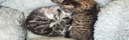 Maine Coon cats for sale: Mainecoon x bengal x russian blue mix  - Advert 22
