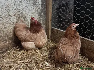 Chickens poultry Two Pol Pekin Bantam Hens - Advert 1