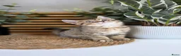 British Shorthair cats for sale: Beautiful British kittens - Advert 8