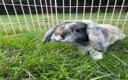 Mini Lop rabbits for sale: 3 handsome young boy rabbits - Image 3