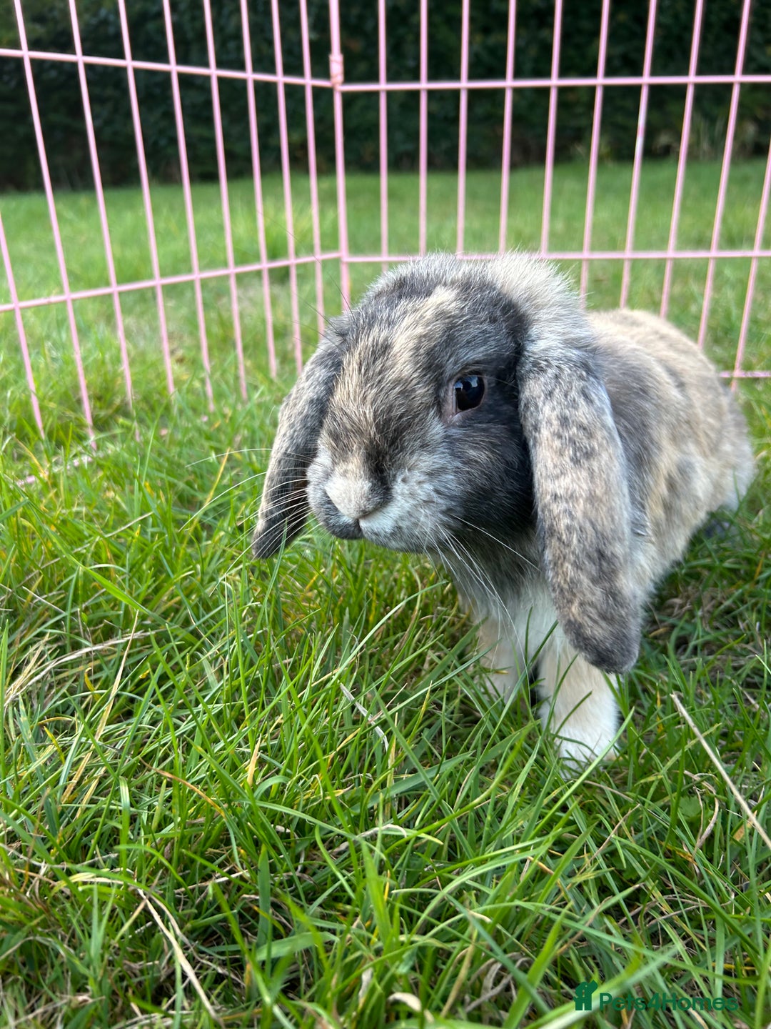 Mini Lop rabbits for sale: 3 handsome young boy rabbits - Image 3